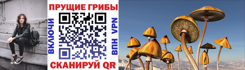 где можно купить   Горячеводский  Галлюциногенные грибы прущие грибы 